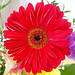 Adrianne Flowers Photo 4