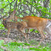 Virginia Doe Photo 10