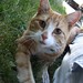 Ginger Short Photo 14