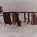 Ellen Kelly Photo 17