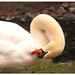 Roy Swan Photo 8