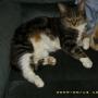 Carole Johnson Photo 37