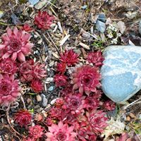 Frances Whalen Photo 21