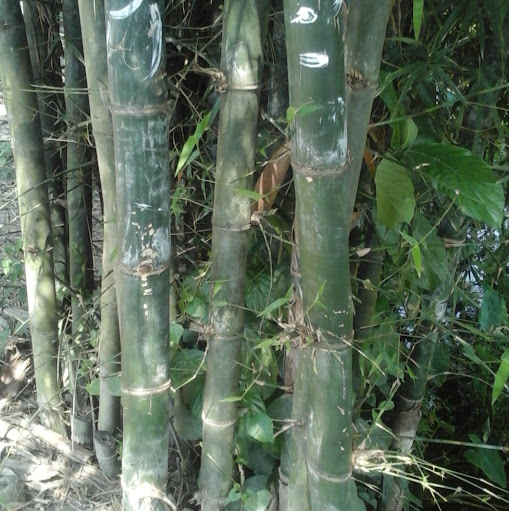 Aminur Rahman Photo 9