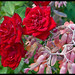 Rose Bell Photo 12