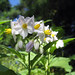 Virginia Nettles Photo 6