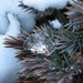 Crystal Mcconnell Photo 16