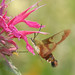 Sandra Moths Photo 4
