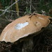 Guy Welsh Photo 6