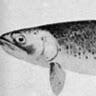 James Trout Photo 15
