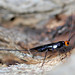 Fred Huddleston Photo 3
