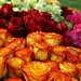 Rose Montgomery Photo 3