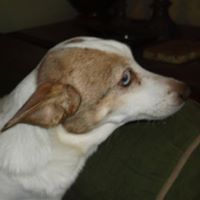 Vickie Sanford Photo 19