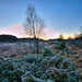 Michael Coe Photo 19