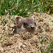Hermine Brown Photo 4