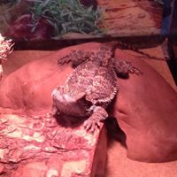 Denise Flagg Photo 7