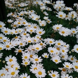 Daisy Fung Photo 5