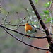 Robin Buck Photo 29