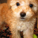Brandy Little Photo 34