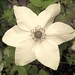 Sheila Chapman Photo 15