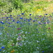 Martha Meadows Photo 17