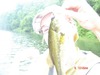 Lisa Earnest Photo 21