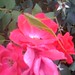 Rose Hopper Photo 19