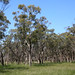 Forrest Melton Photo 6