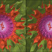 Julia Flowers Photo 13