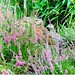 Heather Pheasant Photo 12