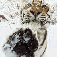 Debra Padgett Photo 3