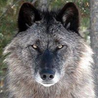 Marilyn Wolf Photo 11
