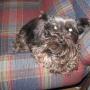 Sherrie Campbell Photo 35