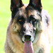 Jerry Shepherd Photo 33