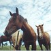 Connie Ritchey Photo 13