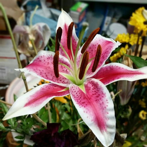 Linda Olson Photo 33
