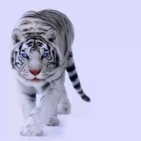 Naresh Dhiman Photo 14