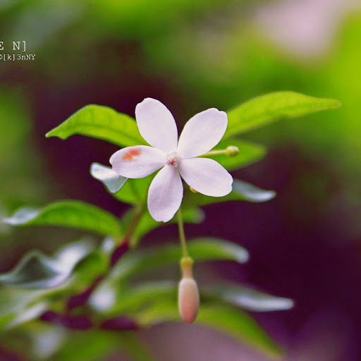 Linh Dang Photo 51