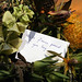Kelly Card Photo 19