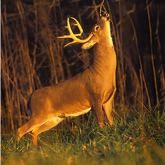 Russell Gilbert Photo 32