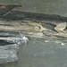 Dan Flake Photo 9