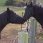 Carol Carr Photo 39