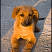 Robin Luce Photo 11