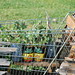 Cindy Goodman Photo 42