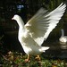Joy Hope Photo 29