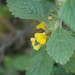 Zhong Ye Photo 11