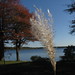 Sharon Grass Photo 15