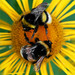 Bee Yang Photo 38