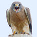 Raymond Hawks Photo 5