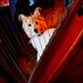 Brenda Harp Photo 16